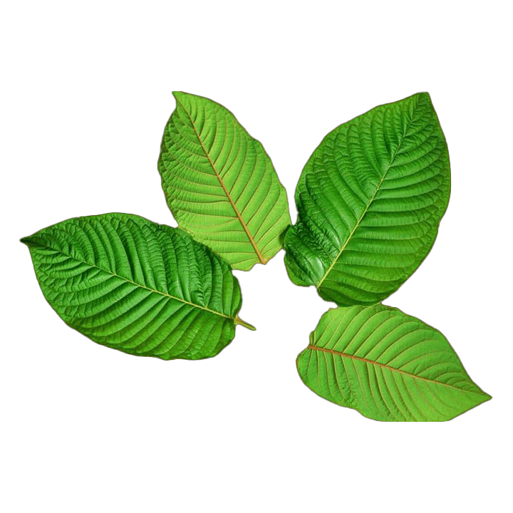 Daun Kiri