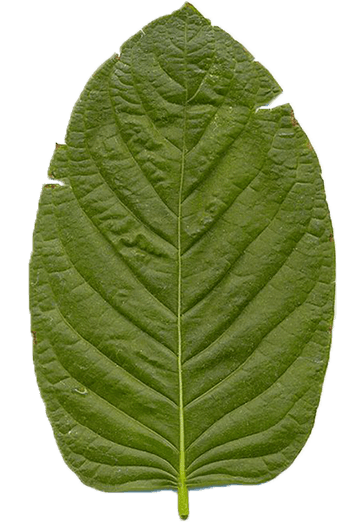 Daun Kiri
